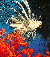 Peixe leão - Mar Vermelho - Fonte:touregypt.net